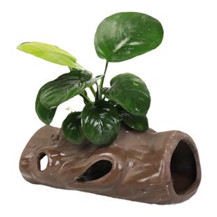 三角莫斯水草活体淡水莫斯前景草沉木水草造景装饰陶罐鱼虾躲避洞