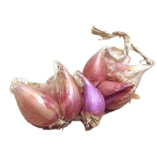 广东本地红葱头干葱头火葱正宗新鲜小香葱种子熬葱油特香产地包邮