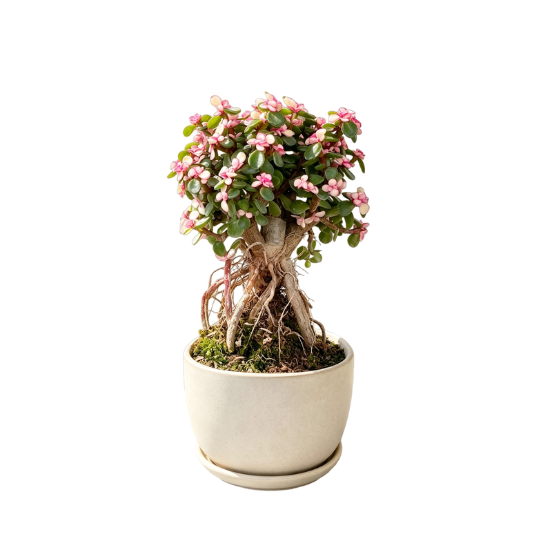 金枝玉叶悬崖美观室外多肉植物