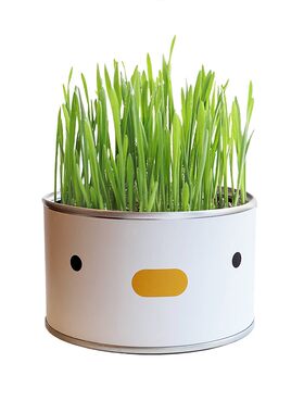 PURROOM小鸡无土水培罐装猫草