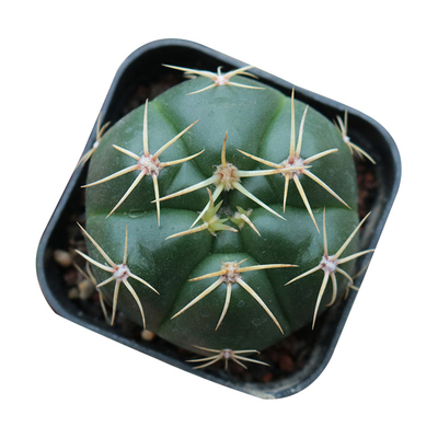 海王开花美花实生好养仙人球