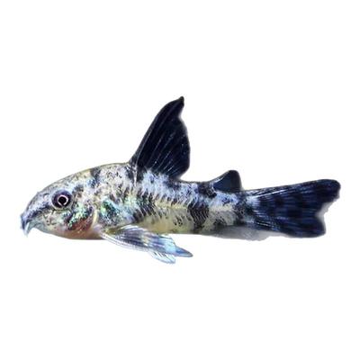 花椒鼠鱼花鼠长鳍花椒鼠高帆花椒擦缸工具鼠鱼活体除藻热带观赏鱼