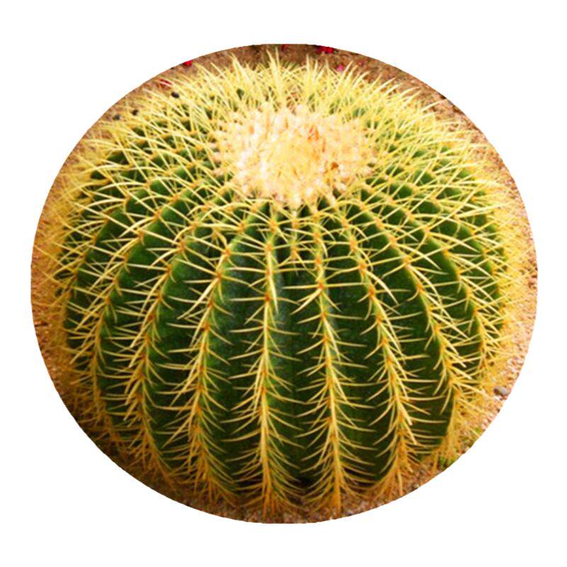 金虎仙人球盆栽仙人掌