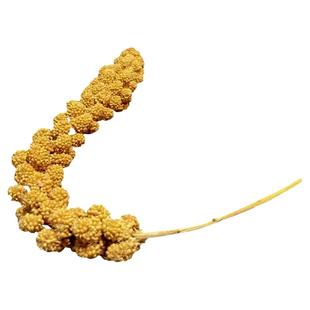 天然谷穗鹦鹉鸟粮食饲料虎皮牡丹玄凤文鸟带壳黄谷子小米鸟零食棒