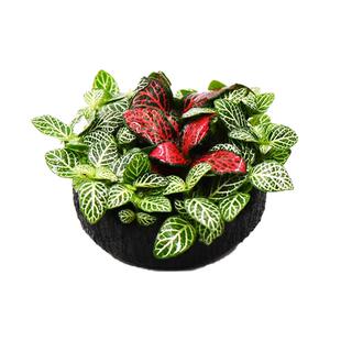 鱼缸水草坨草植物活体增氧阴性生态水培绿植新手懒人造景无需底砂