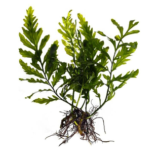 黑木蕨矮种凤尾蕨青木蕨阴性水草新手鱼缸造景植物活体水下叶攀附