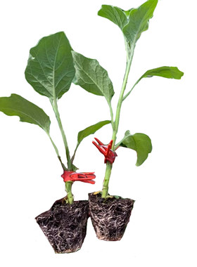 茄子嫁接砧木托鲁巴姆寿禾