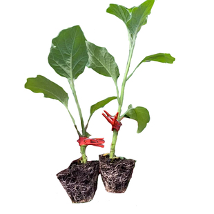 日本茄子砧木 托鲁巴姆种子 拖母长茄圆茄专用子蔬菜嫁接种籽苗