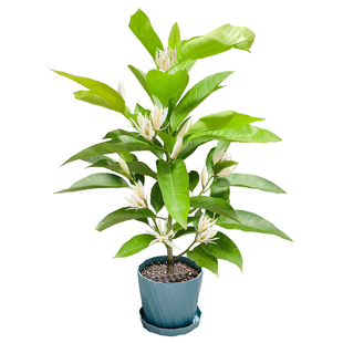 白兰花玉兰树苗花卉植物室内庭院绿植带花苞四季开易活黄角兰盆栽