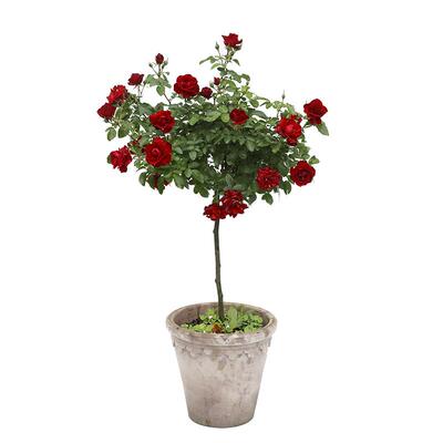 棒棒糖月季大苗带花苞
