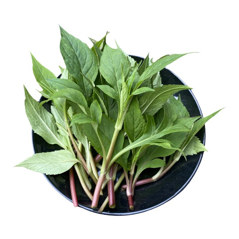 重庆野生新鲜苦菜泡茶中药材