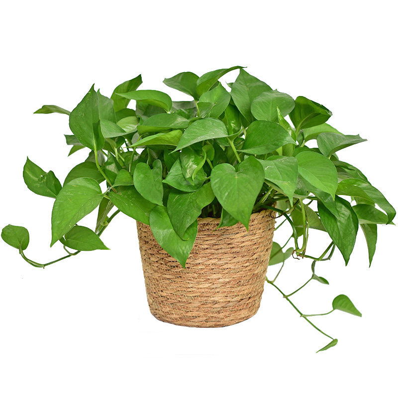 北欧风草编藤编花篮室内桌面装饰绿植多肉盆栽抱抱桶创意绿萝花盆