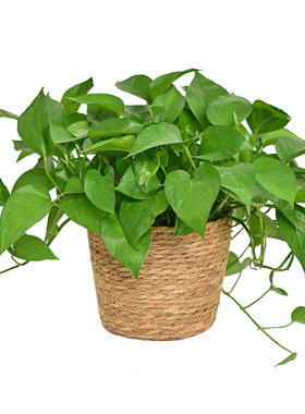 北欧草编绿萝绿植花篮花盆