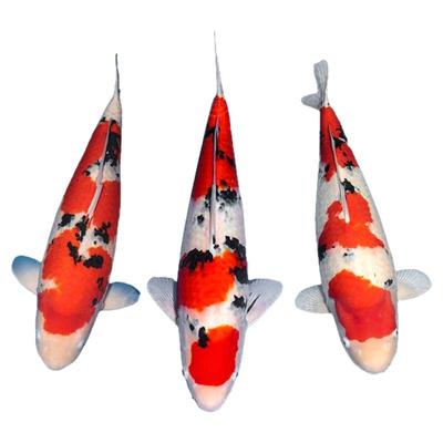 顺丰祥瑞大正三色锦鲤活鱼