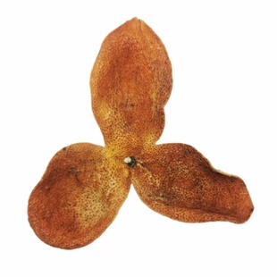 鼎雄厂家直销 4年陈皮新会梅江圈枝东甲原枝大红皮10年树非堆仓皮