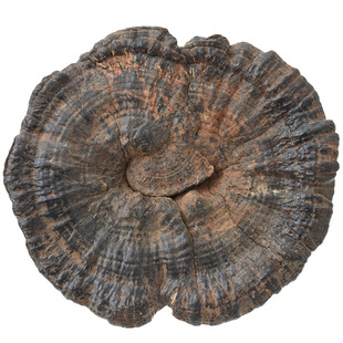 半野生紫芝又名黑芝黑灵芝林下紫灵芝可免费切片打粉250g新货