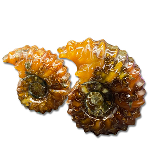 天然羊角螺化石海洋古生物窦维雷菊石科普教学标本礼品把玩摆件