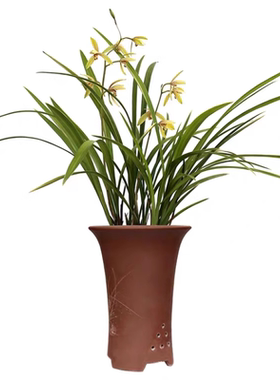 金边绿植盆栽浓香型兰花苗