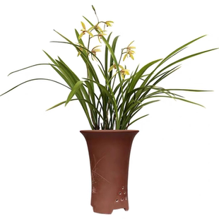 兰花苗金边建兰小桃红带花苞花室内绿植花卉盆栽 浓香型