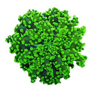 彩点尼罗河墨绿花瓶玫瑰金蛙卵珊瑚澳洲双色提子LPS海水鱼缸活体