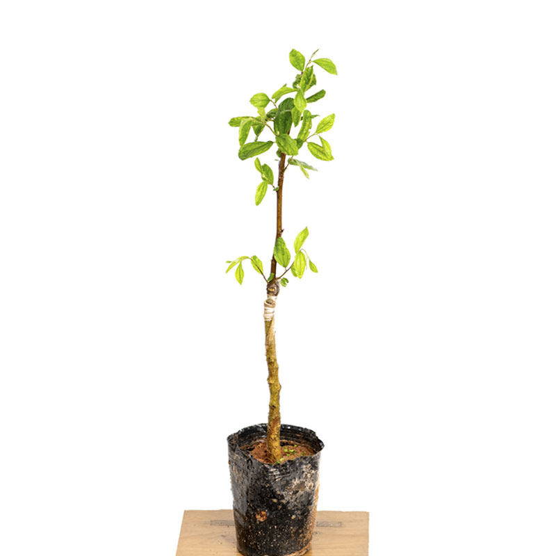 台湾大青枣树苗嫁接高产牛奶大青枣苗大果超甜果树苗南方北方耐寒