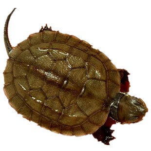 活体乌龟青杂草苗子喉杂花草中华草龟全品宠物龟头苗青杂小草龟