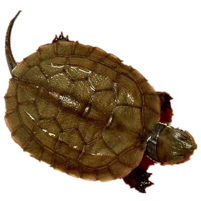 活体乌龟青杂草苗子花草龟头小草