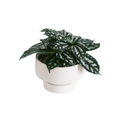 安娜冰水花北欧ins风植物盆栽