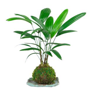 水培植物苔藓球金山棕竹盆栽室内好养耐阴四季竹子富贵竹净化空气