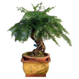 绿植四季常青大客厅吸甲醛澳洲杉