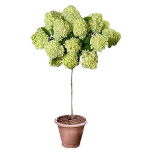 中华木绣球树苗大花斗球苗木本绣球树苗别墅庭院地栽盆栽绣球花苗