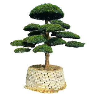 罗汉松造型树原生小叶雀舌罗汉松庭院造型树可地栽盆栽一对一选树