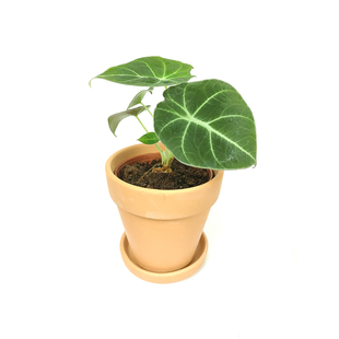 黑天鹅海芋天鹅绒竹芋绿天鹅忍者室内盆栽绿植物北欧简约好养耐晒