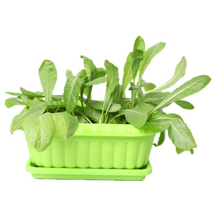 金玉兰菜种软化菊苣种子种籽苗 苗根 菜苗菜根蔬菜孑金玉兰菜根苗