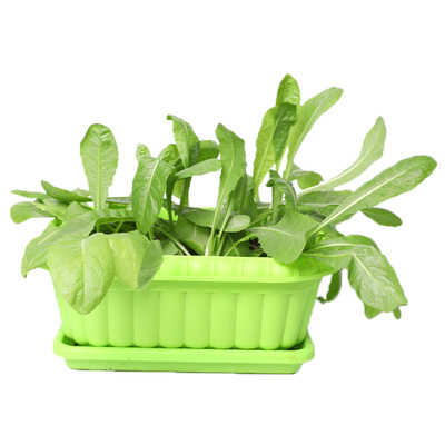 玉兰软化菊苣种子四季蔬菜