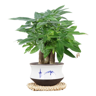 大号发财树盆栽花卉绿植陶瓷盆室内阳台办公室招财树三杆老桩易养