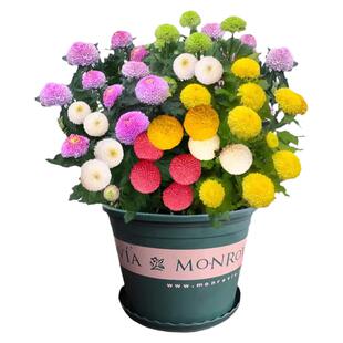 乒乓菊花种子小雏菊四季播种易活室内外花卉盆栽花种籽子播种花籽