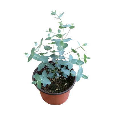 浓香尤加利阳台室外耐活绿植