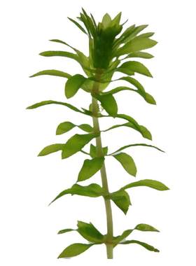 轮叶黑藻水草活体淡水鱼缸里植物
