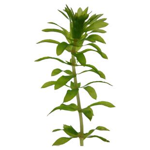 活体轮叶黑藻新鲜水草植物淡水灯笼草 虾蟹鱼缸里的水下真草500克