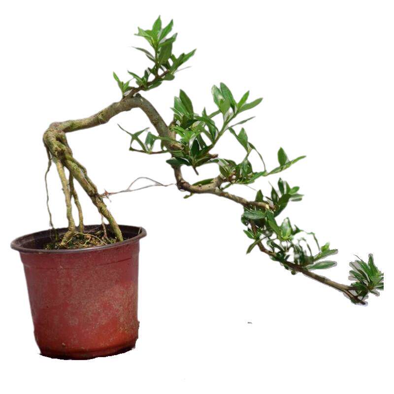 悬崖牡丹栀子花提根飘枝九里香造型罗汉松盆景白蜡女贞微盆景老桩
