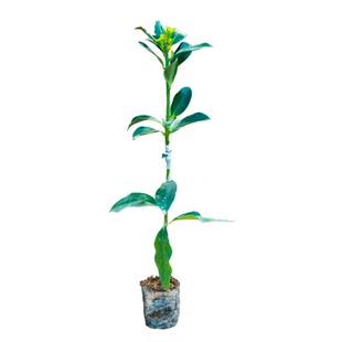 风水矮化嫁接八角树果树苗四季结果南北方种植庭院盆栽现挖现发