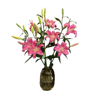 云南基地直发香水百合鲜花家用插花材料室内水培植物花卉花期超长