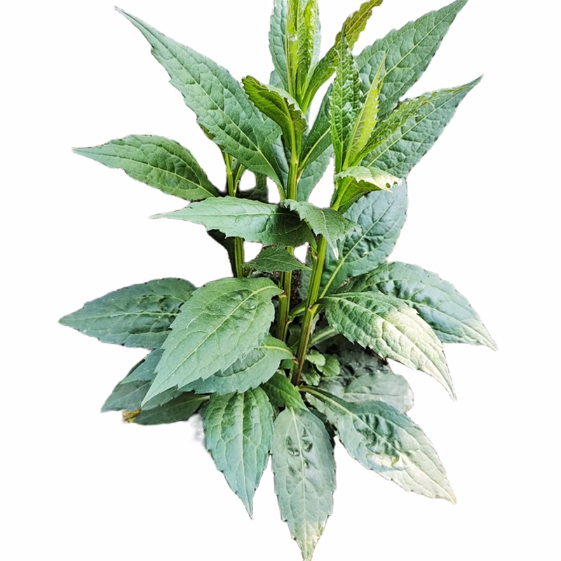 三脉紫菀白升麻山白菊小柴胡嫩尖