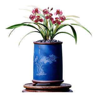 翁源兰花喜花里四季建兰正品丹宫玉荷带花浓香妃好养室内绿植盆栽