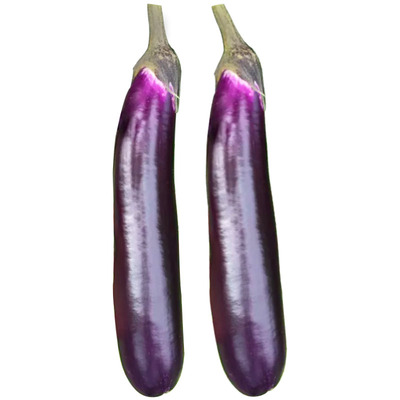 紫红色茄子种籽本地嫁接四季