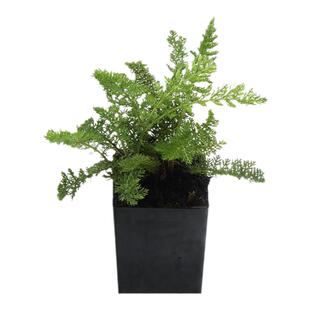 西洋蓍草种子 欧蓍草 Western Yarrow 多年生 食用香草种子花种子