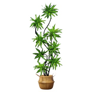 百合竹客厅绿植盆栽精品高端老桩高级感金边大型植物好养落地真花