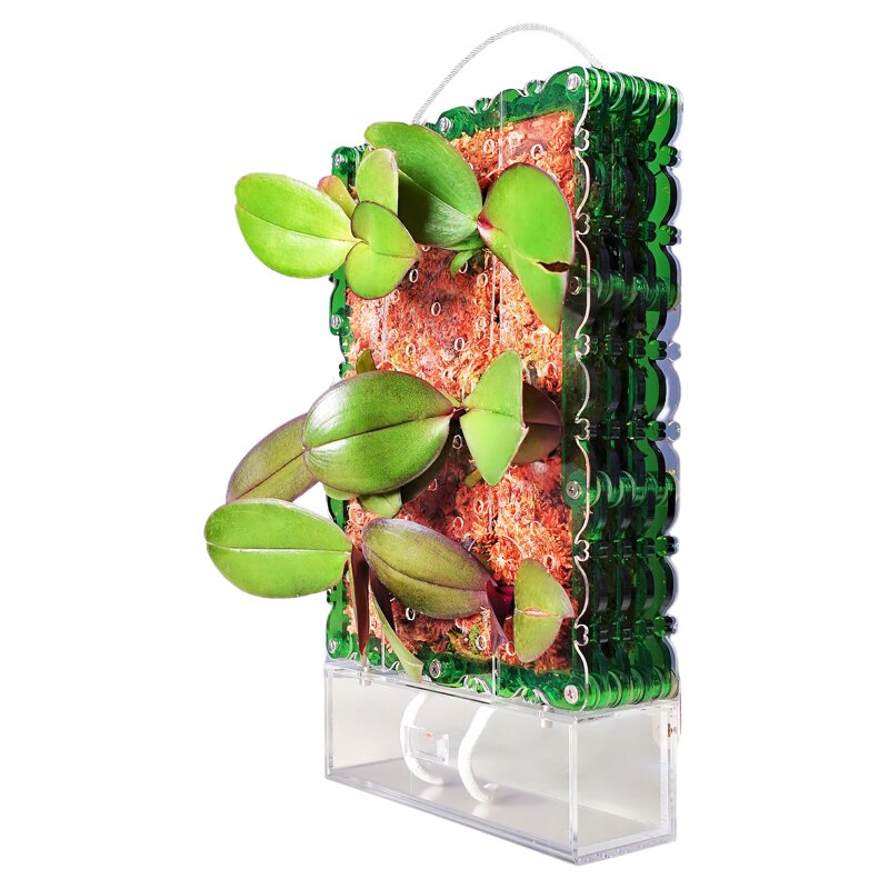 【长方形板植框】蝴蝶兰自吸水