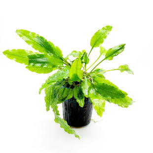 鱼缸造景前景活体水草中景  绿温蒂椒草 最易养椒草